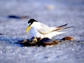 Little Tern