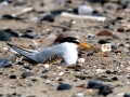 Little Tern