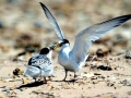 Little Tern