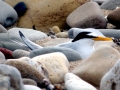 Little Tern