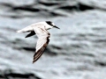 Little Tern
