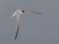 Little Tern