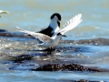 Little Tern