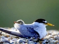 Little Tern