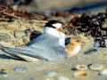 Little Tern
