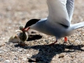 Little Tern