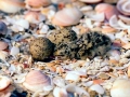 Little Tern