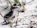 Little Tern