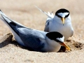 Little Tern
