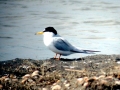 Little Tern
