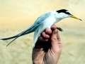 Little Tern