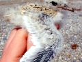 Little Tern