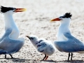 Little Tern
