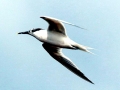 Little Tern