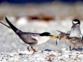 Little Tern