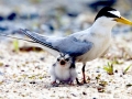 Little Tern