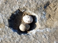 Little Tern
