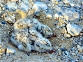 Little Tern