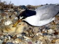 Little Tern