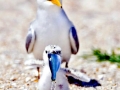 Little Tern