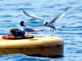 Little Tern