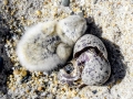 Little Tern