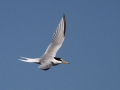 Little Tern