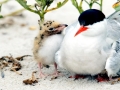 Little Tern
