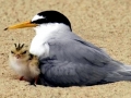 Little Tern