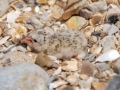 Little Tern