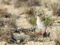 Little Tern