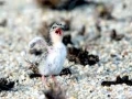 Little Tern