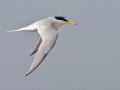Little Tern