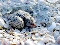 Little Tern