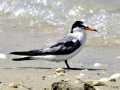 Little Tern