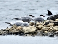 Little Tern