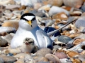 Little Tern