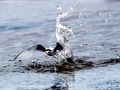 Little Tern