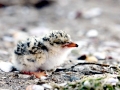Little Tern