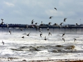 Little Tern