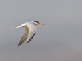 Little Tern