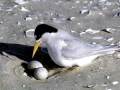 Little Tern