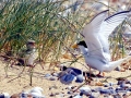 Little Tern