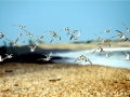 Little Tern