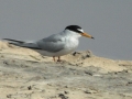 Little Tern