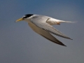 Little Tern