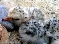 Little Tern