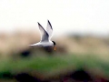 Little Tern