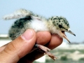 Little Tern