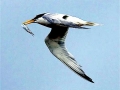 Little Tern